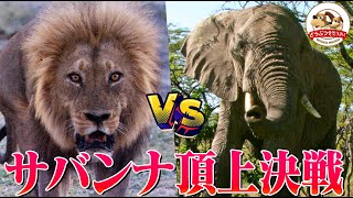 ライオンvsアフリカゾウのサバンナ頂上決戦！地上最大の動物と百獣の王の終わらない戦いを追う（ボツワナ総集編）【どうぶつ奇想天外／WAKUWAKU】