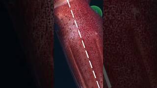 ASYMMETRY  #science #marinemystery #deepsea
