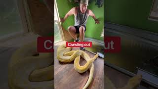 My Pet Python Pooped In The Swimming Pool 😱🐍 #shorts #python
