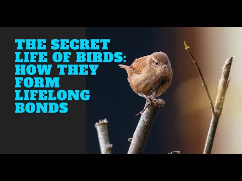 The Secret Life of Birds: How They Form Lifelong Bonds