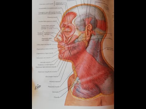 Beauty of human anatomy... #mbbs #bds # motivation