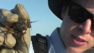 Marine Life of the Kimberley Region