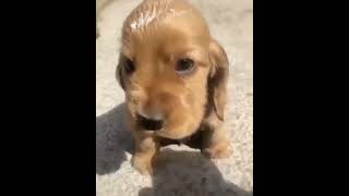 the pup king | Puppy | Cute Stuff