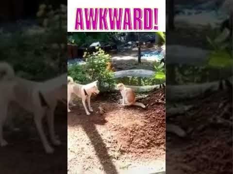 awkward! (1)