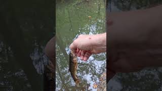 In God fishing caught a Creek Chub in Little Black Creek at Margaret Alabama #fishing
