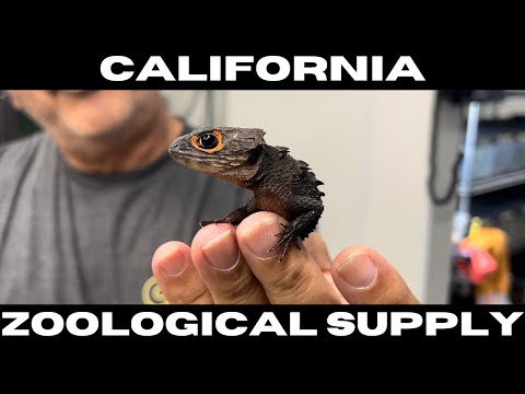 California Zoological Supply Tour | OG Import Facility!