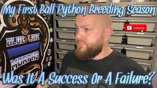 My First Ball Python Breeding Season In Review : Was It A Success?