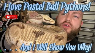 The Power Of The Pastel Gene! I Love Pastel Ball Pythons And I'm Going To Show You Why!