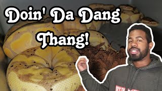 So Far So Good! Ball Python Breeding Season