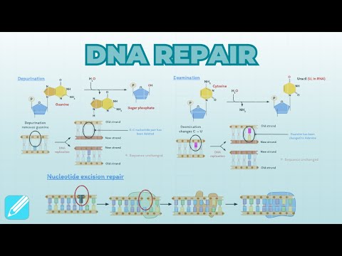 DNA Repair & Recombination | Cell Biology