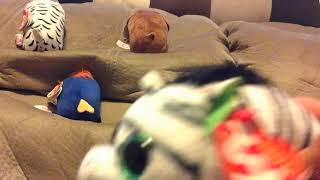 Diva the Parrot | CLIMB UP!