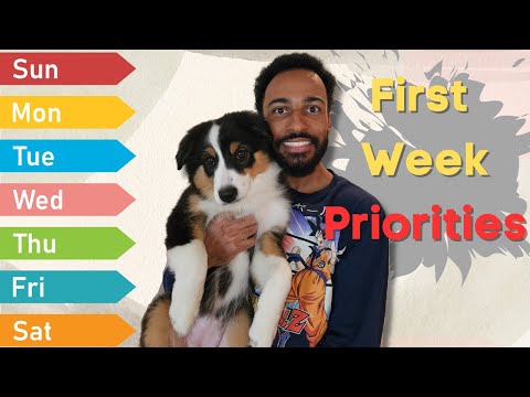First Week Priorities | Bringing Your Aussies Home