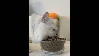 FUNNIEST ANIMALS Moments 🐶😸 | Cats and Dogs funny videos