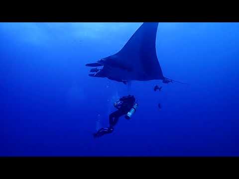 Manta Magic