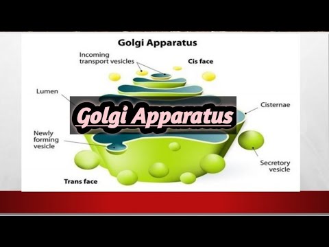 Golgi Apparatus Structure and Functions| Cell Organelle|.