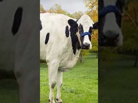 اكبر بقره في العالم