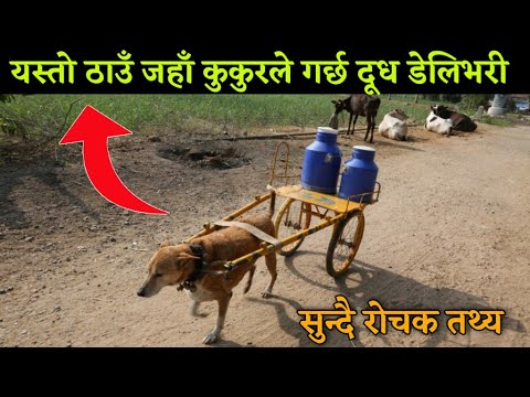यस्तो ठाउँ जहाँ कुकुरले गर्छ दूध डेलिभरी  | 15 Random Interesting Fact In nepali | Nepali Factube