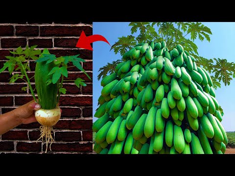 New Grafting Papaya tree technique How to combine papaya with onion to get more fruit