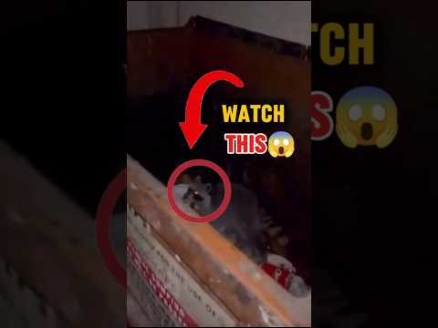 You Won’t Believe What This Raccoon Did on a Trash Bin at 3AM! #funnyanimals #viralpets  #petlovers