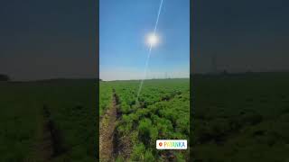 Cumin seeds farming #cuminseed #viralvideo #agriculturewhatsappstatus #agriculture