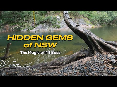 Camping Australia - Rockpools of Mt Boss NSW - Wild Bull
