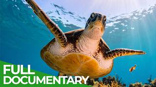 Wild Sri Lanka - Coast Of Giants | Free Documentary Nature