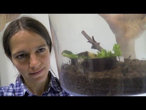 Camel Crickets: Taking Over a Nation