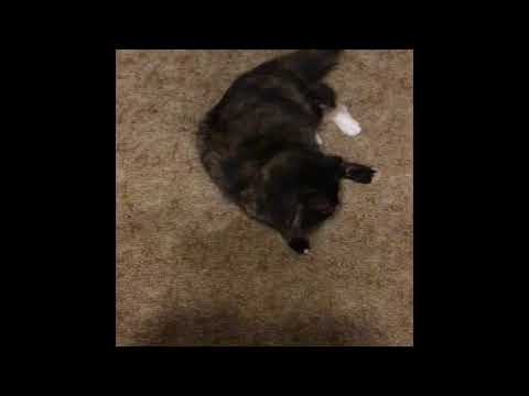 Cats Play In Boxes