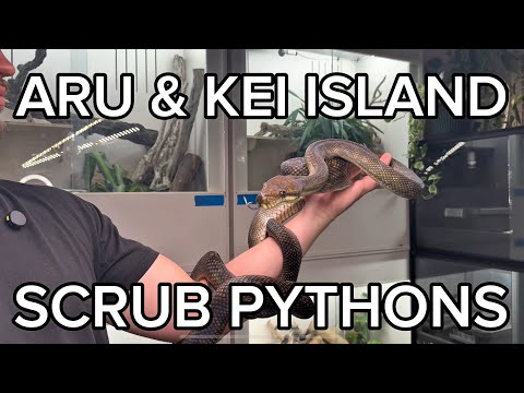 ARU AND KEI SCRUB PYTHONS | SOUTHERN ISLAND TYPES