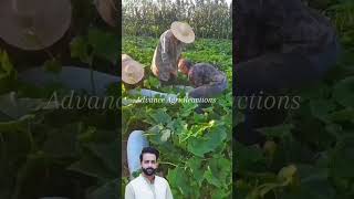 #shorts #agriculture #agritools #farming2024 #AdvanceAgriReactions