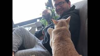 Grumpy cat vs. Spare Human viral compilation #cats #grumpycat #viral #catsoftiktok #catsofyoutube