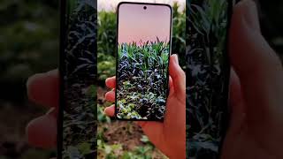 Camera Quality Of Vivo - #shorts #viral #trending