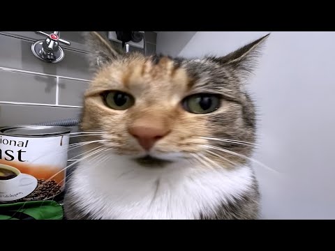 Leaked Cat Documents and stuff