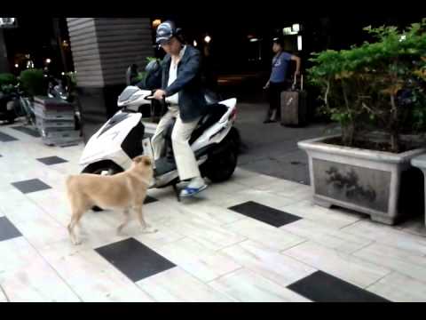 Dog rides scooter in Taiwan