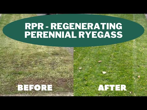 Overseeding with RPR (Regenerating Perennial Ryegrass) Barenbrug Turf Star