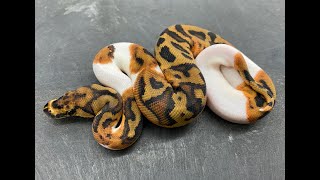 2021 newly-hatched Clown Ball Pythons + a sneak peak at my favorite of the year (all time?)!!!!!!!