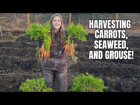 Changing of the Seasons | Fall Harvesting on the Southern Kenai Peninsula