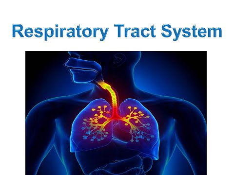 Respiratory Tract System (24October2021)