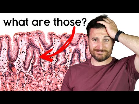 How to Get Started with Histology | Corporis
