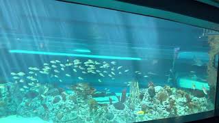 Sharks aquarium