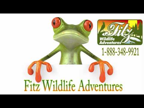 FITZ WILDLIFE ADVENTURES