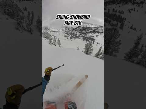 Skiing Powder in Snowbird on May 8th #skiing #shorts