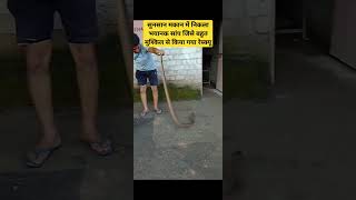 सांप पकड़ने के लिए संपर्क करें #snakesofinstagram #viralvideo #shortsvideo #ballpython #snakelovers
