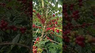 Original Arabica Coffee from our own garden with SiP planting in the Sekincau mountains, West Lam...