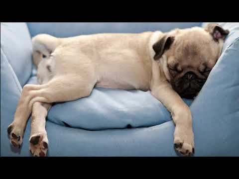 MUSIC for SLEEPING and RELAXING DOGS - Anti storms and thunder ⛈
