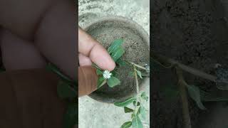 Bhringraj Plant#repotting#plants#garden#bhringraj #shorts#flowers#herbal#herbs#ayurveda#trending#srk