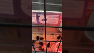Good Luck Buying Chicks from #tractorsupply in 2025!