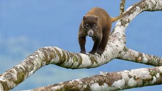 A Day in the Wild Heart of Costa Rica - 4K film