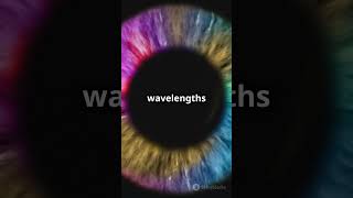 How Do We See Colors? 🌈 The Magic Behind Your Eyes! #shorts  #science  #colorvision #eyes  #brain