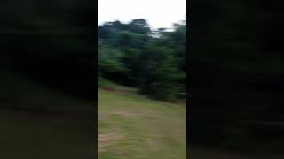 #cow#short#video#Evening#time#tech barmon#😘🥲😅😇😆🥲##me#subscribe#like
